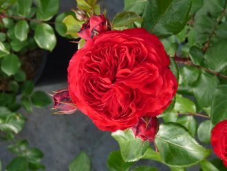 Ред Леонардо да Винчи   ( Red Leonardo da Vinci ) роза, ЗКС