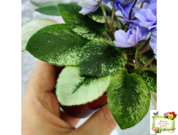 Scales (Е. Лебецкая)