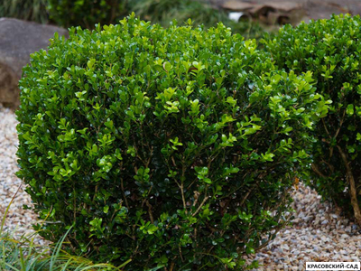 Самшит вечнозеленый - Búxus sempervírens