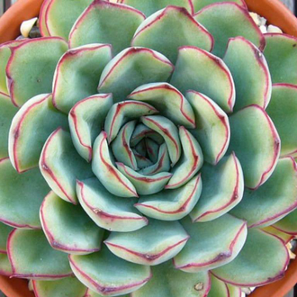 Echeveria Pulidonis