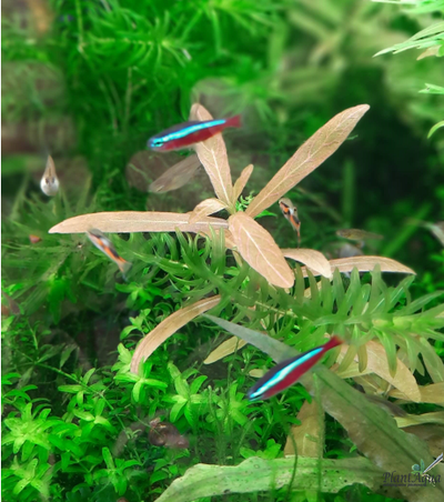 Фото от покупателя. В аквариуме спустя месяц