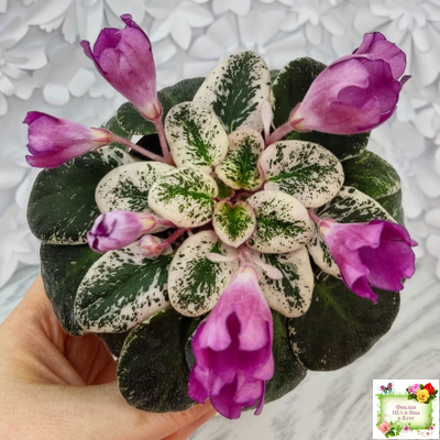 СК-Пангея (А.Кузнецов) 2014 г.