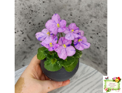 Shirl's Pip Squeak (S.Sanders) (лист посажен 28.01.26)