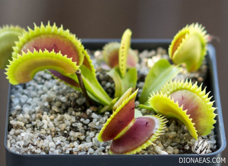 Dionaea muscipula Uk-2