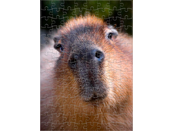 Пазл Капибара, Kapibara-san №14