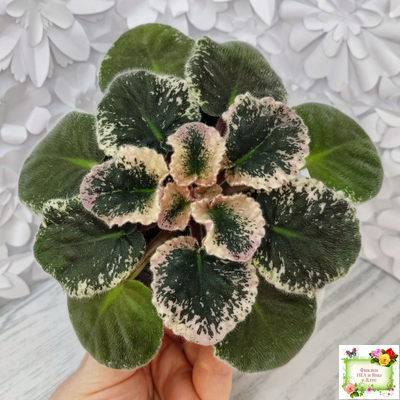 Aftershock (P. Sorano)