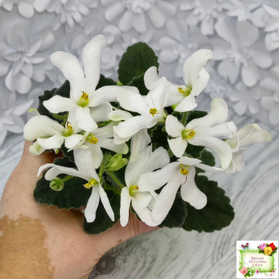 Lunar Lily white (Лунэ Лили уайт) (селекционер неизвестен)