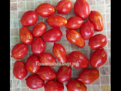 Томат Бешеная полосатая груша (Stripearanoid, США)