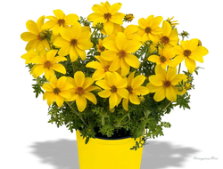 Биденс Eldoro Compact Yellow