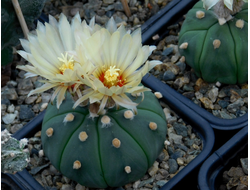 Astrophytum ASNUD cv.FUKURYU (1053)  - 10 семян
