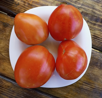 Томат Алиса (Alice)