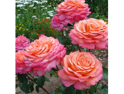 Альбрехт дюрер, Ч/Г, Evers