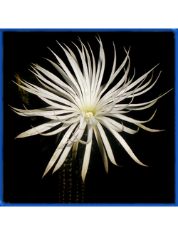 Echinopsis mirabilis