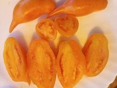 Томат Буратино золотой