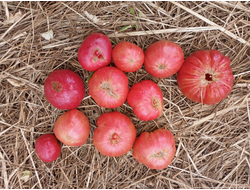 Томат Эль-Амар (El-Amar)