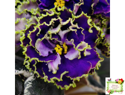 РС-Дремучий Лес (С. Репкина) 2019 г. (лист посажен 13.08.25)