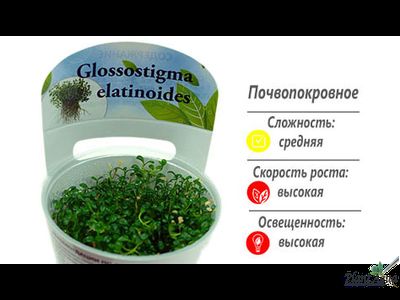 Глоссостигма (меристемная)