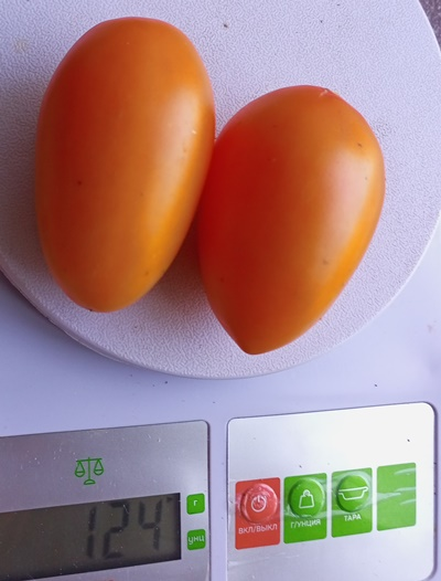 Томат Лисичка