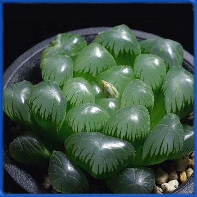 Haworthia cooperi v. obtusa