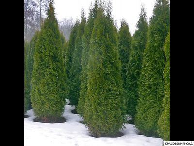 Туя Смарагд - Smaragd 2 метра