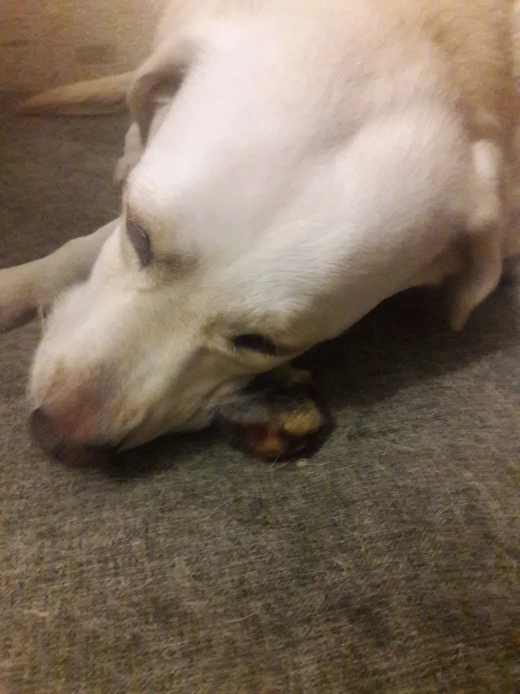 Хозяйка Мария: "Спасибо большое в очередной раз за Ваш заказ))! Как всегда,остались очень довольны!!)) Вашей постоянной покупательнице ооочеень понравилась новинка в виде сухих ушек))"