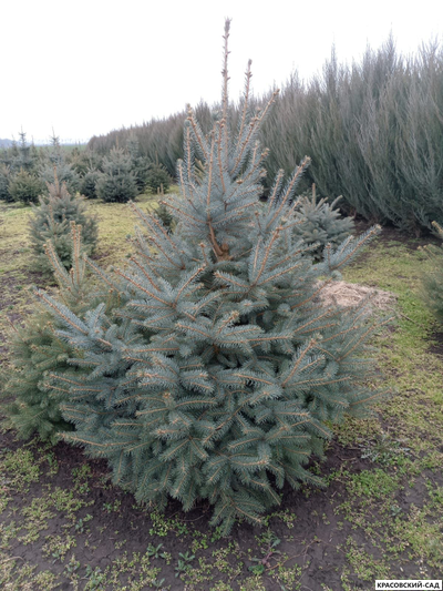 Ель колючая Глаука - фотография в питомнике - красовский-сад.рф