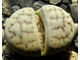 Lithops schwantesii (grey form) C146 (MG-1719)