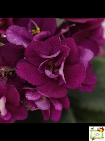 Precious Red (H. Pittman) (9724) 01/15/2007