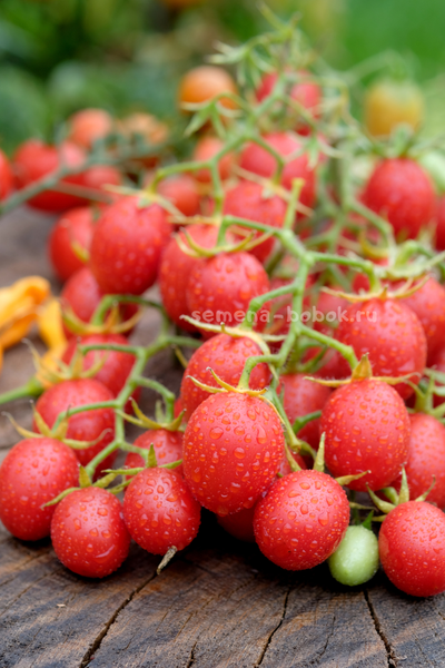 Томат Гроздевой Корбарино ( A Grappoli Corbarino), 10 шт