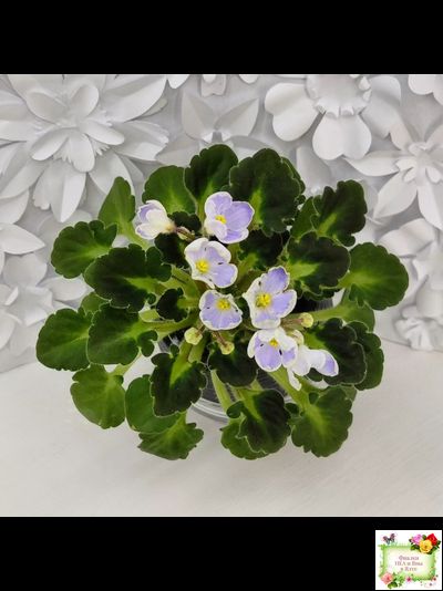 Vi-Лесная Нимфа (И.Виблая) 2021 г. (гёрл-листья)