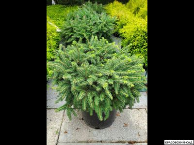 Ель обыкновенная Элеганс