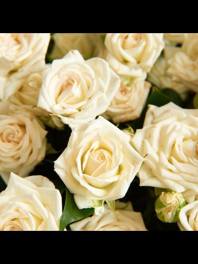 11 белых кустовых роз