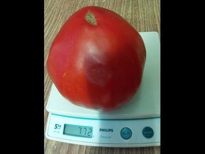 Томат Бычье сердце сибирское