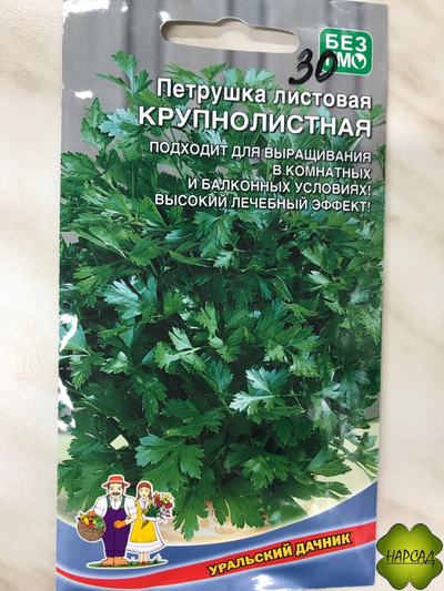 ПЕТРУШКА "КРУПНОЛИСТНАЯ"