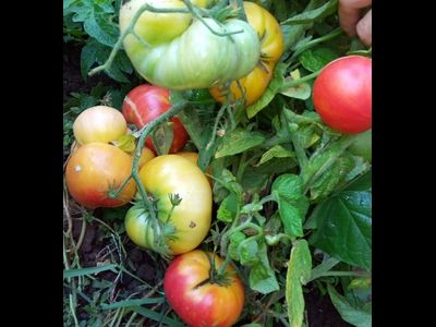 томат Гном Фероковай (Dwarf Wherokowhai)