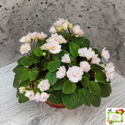 Pink Mint (S.Sorano) трейлер (пасынок срез)