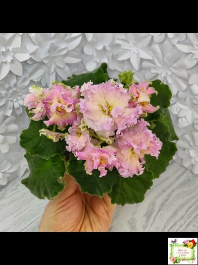 АВ-Златые Горы (Фиалковод) 2021 г. (сортовой стартер)