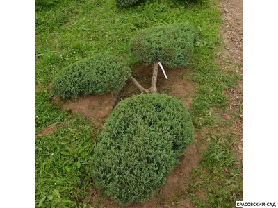 Ниваки - Бонсай садовый можжевельник Минт Джулеп - Mint Julep