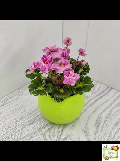 Snuggles Little Girl (S. Sorano) (пестролистный гёрл)