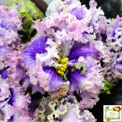 БР-Зимняя Метель (С. и Н. Буркацкие) 2021 г.