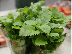 Мята перечная