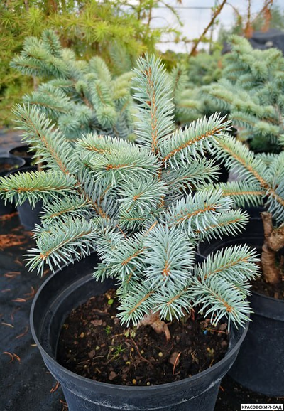 Ель колючая Глаука Аризона