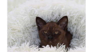 котенок бурма