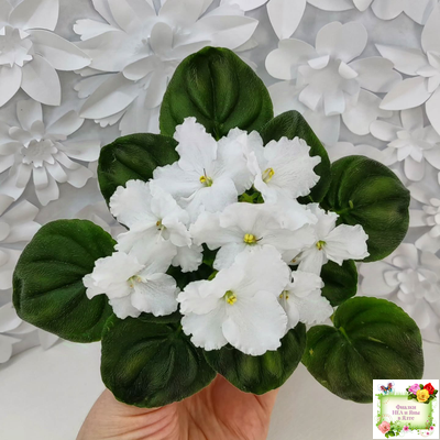 OS-Джунгарик (С.Осипова) (клакамас с кроновой пестролистностью)