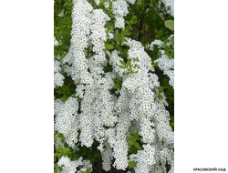 Спирея серая Грефшейм - купить на сайте красовсий-сад.рф