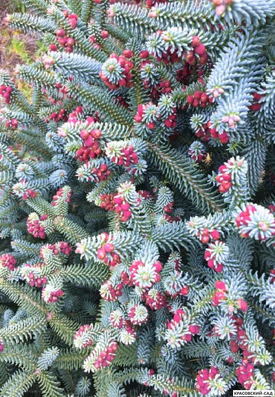 Пихта испанская Глаука - фото хвои - красовский-сад.рф