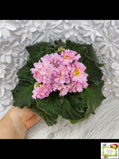 РМ-Яринка (Н. Скорнякова) 2021 г.