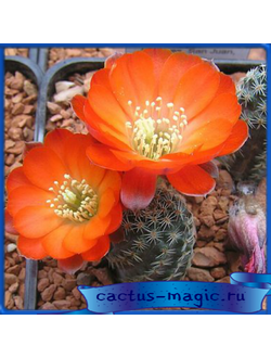 Mediolobivia gracilispina FR 1118