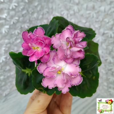 АВ-Фаберже (Фиалковод) 2022 г.