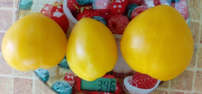 Томат гном Лимонный лед (Dwarf Lemon Ice, дварф Лемон айс) США